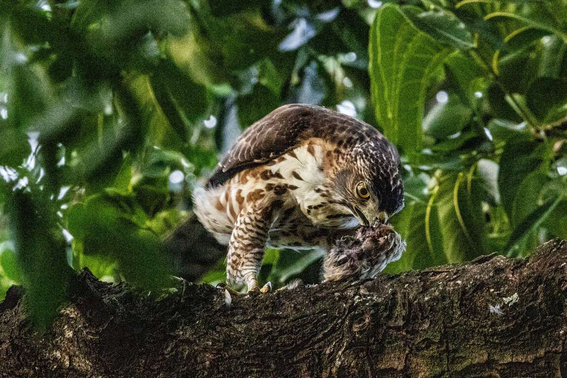 從昆蟲、鳥類到小型動物所構成的豐富食物網,支撐著鳳頭蒼鷹這位天空霸主在都市中棲息繁衍。(榮星志工隊隊長林雍善拍攝)（圖片來源：臺北市政府工務局公園路燈工程管理處）