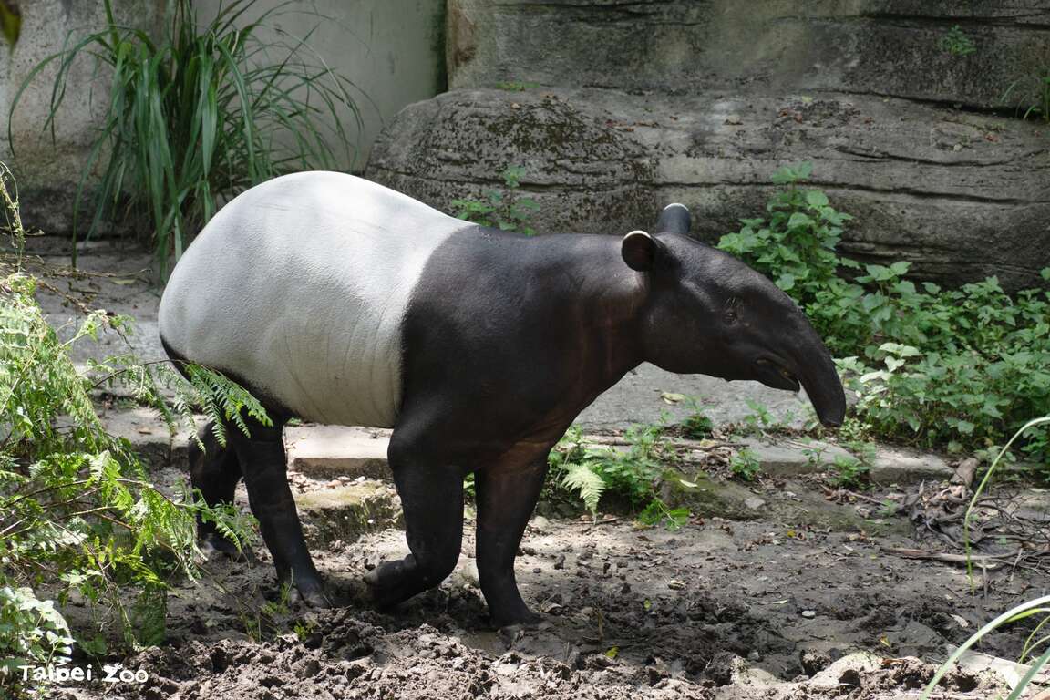 Malayan Tapir "Bintang" and Red Panda "Qianqian" A