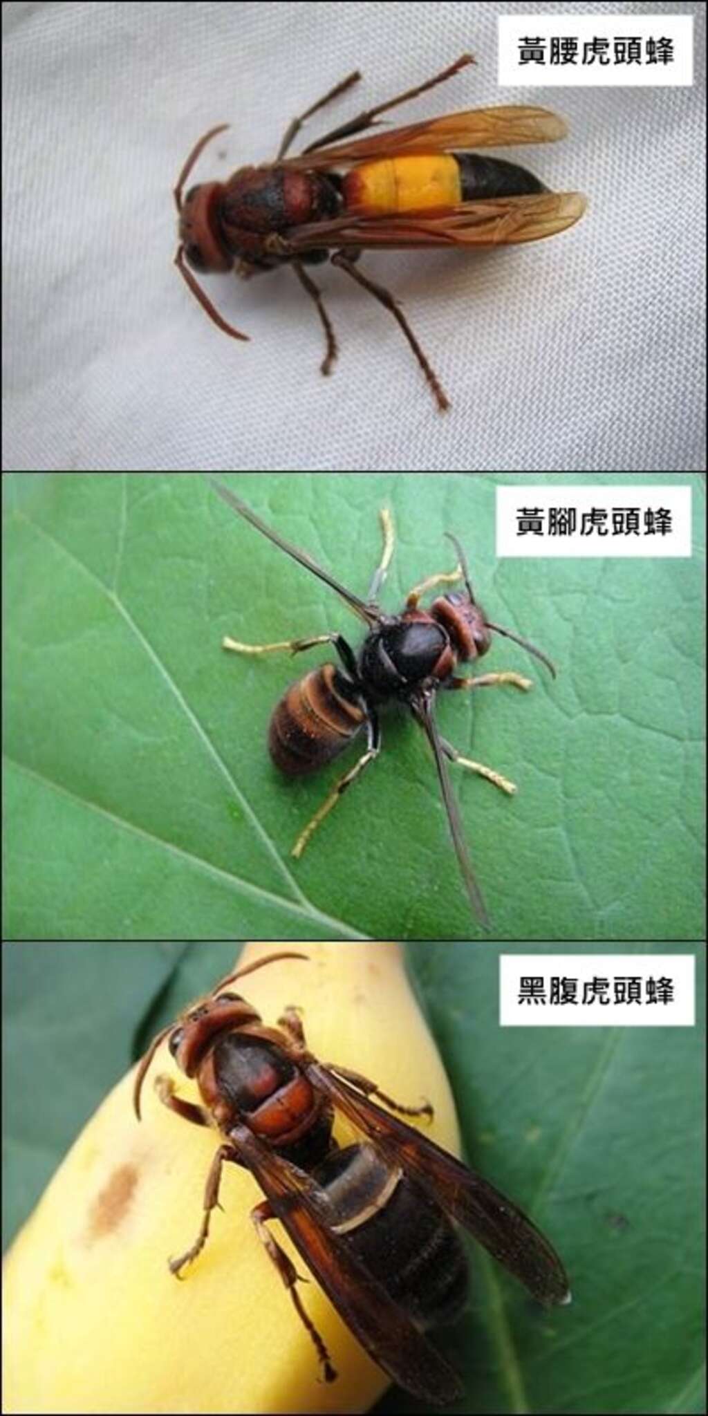 居家或户外常见的虎头蜂种（图片来源：台北市动物保护处产业保育组）