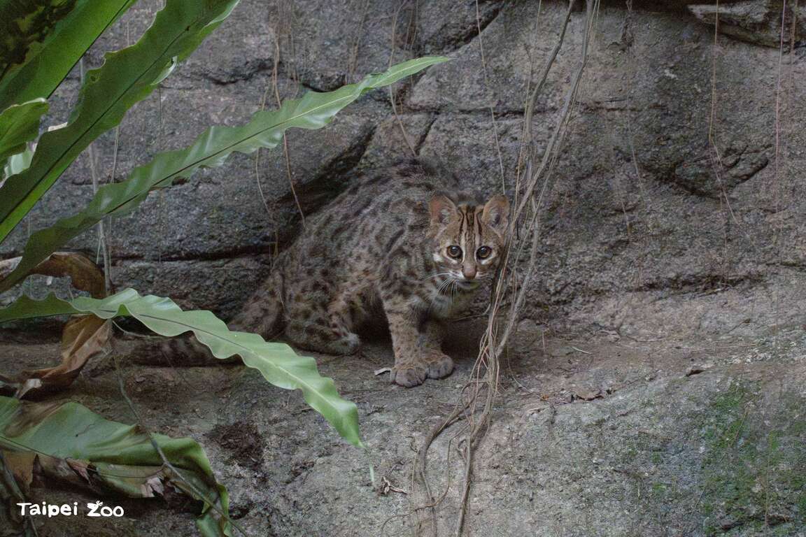 大家在臺灣動物區看到的石虎們皆是動物園積極參與保育與救傷收容的個體（圖片來源：臺北市立動物園）