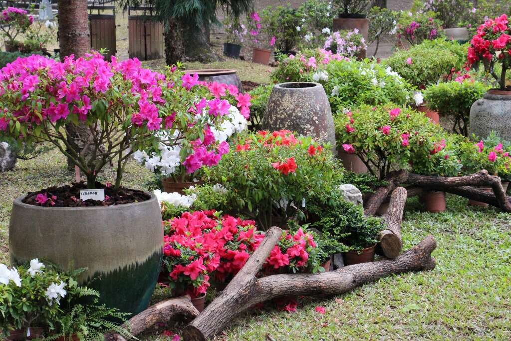 大安森林公園的杜鵑花展示區，花朵爭奇鬥艷綻放中