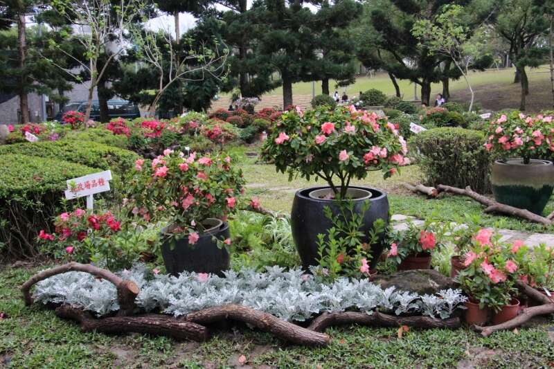 大安森林公园露天音乐台旁展示全台珍贵杜鹃花品种