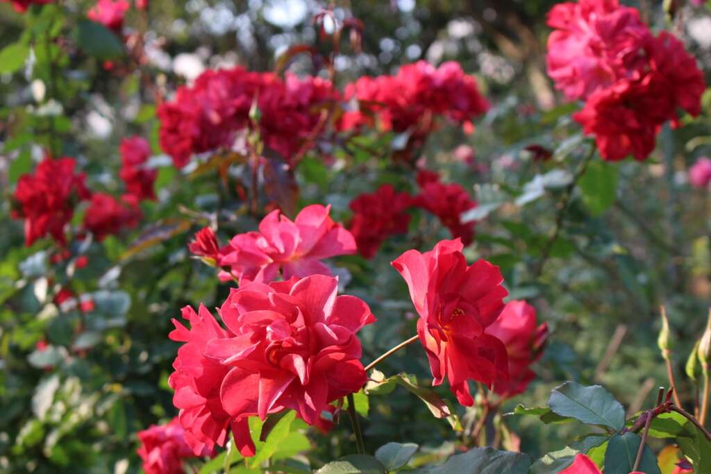 图3、园内玫瑰姿态优美随风摇曳，百看不厌。