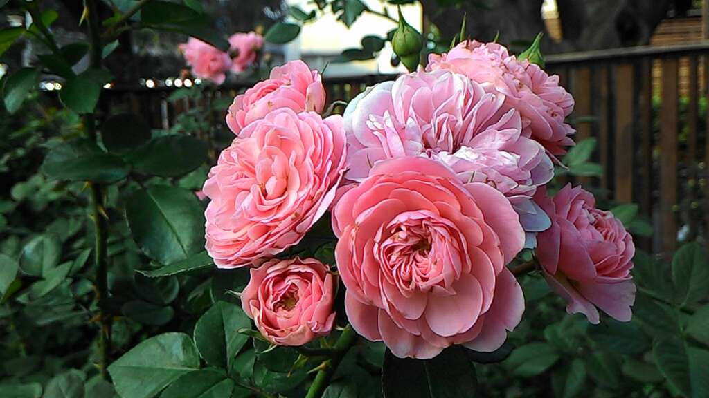 圖6、簇生的玫瑰隨風搖曳時展現不同的柔美風情