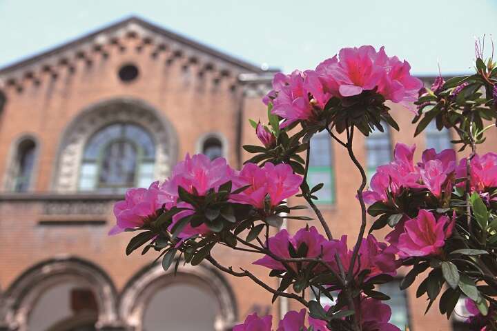 A Floral Feast of Spring