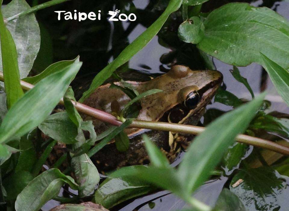 夜深人靜不睡覺 蛙蛙「春吶」正熱鬧