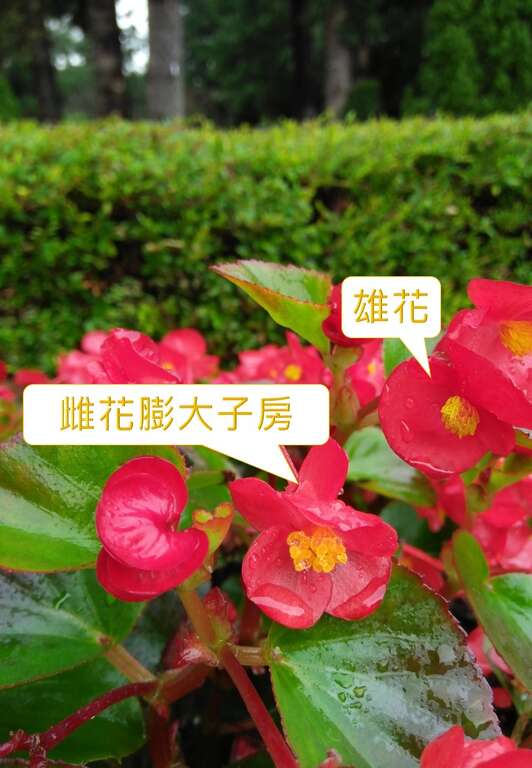 照片11.雌雄同株異花的四季秋海棠雄花與雌花