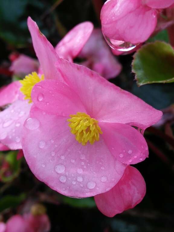 照片12.四季秋海棠雄花