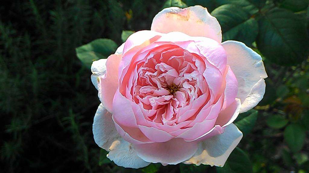 Immersed in Rosy Beauty: The Taipei Rose Garden 2017 Spring Exhibition