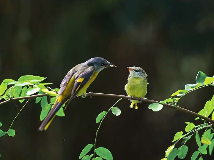 Taipei Avian Touring On City Corners<br> – The Beauty of Birdsong