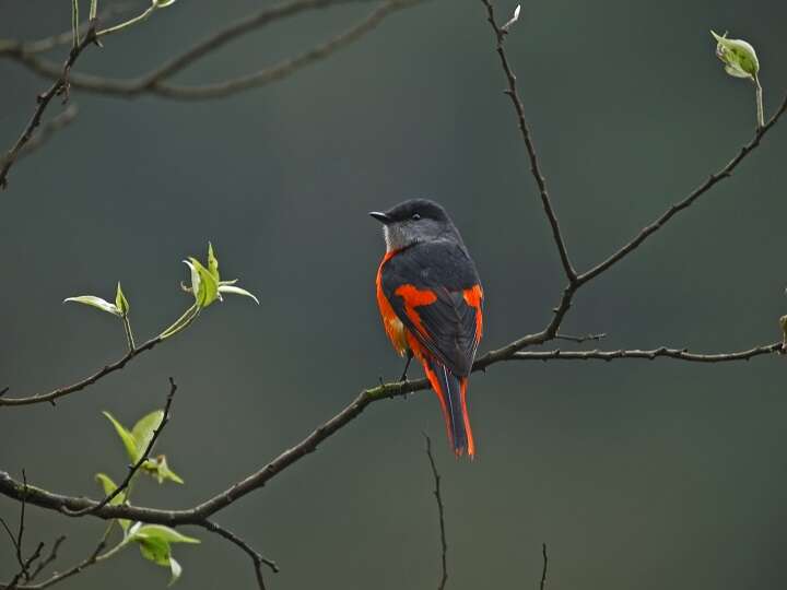 Taipei Avian Touring On City Corners<br> – The Beauty of Birdsong