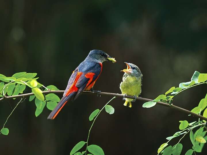 Taipei Avian Touring On City Corners<br> – The Beauty of Birdsong