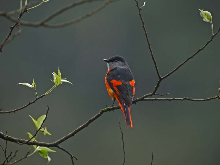 羽ばたきに出会う旅   台北で聞く鳥たちの美声