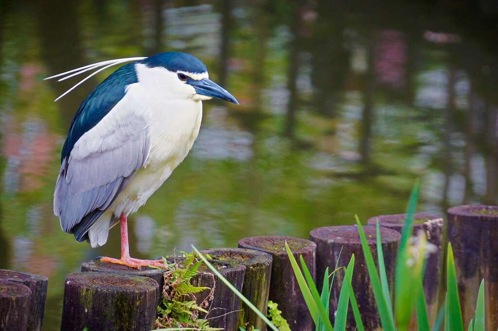 台北賞鳥趣