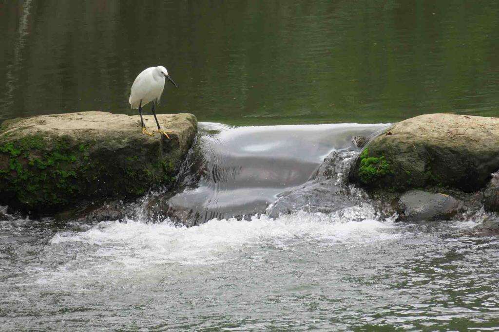 台北賞鳥趣