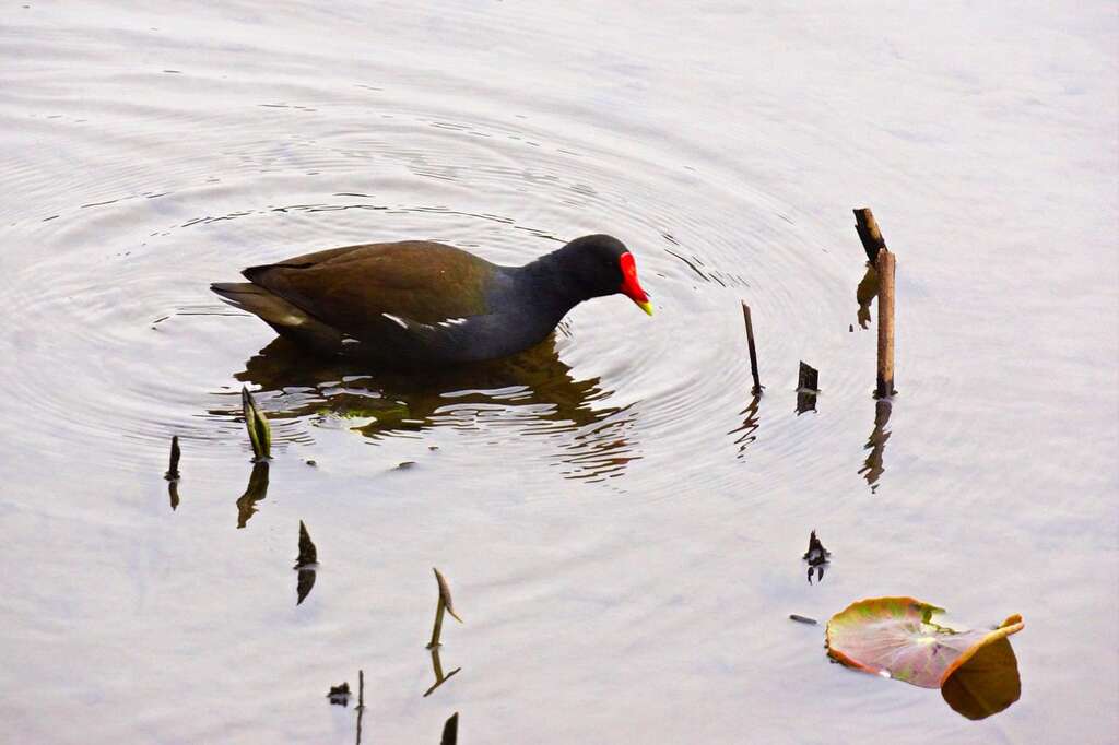 台北賞鳥趣