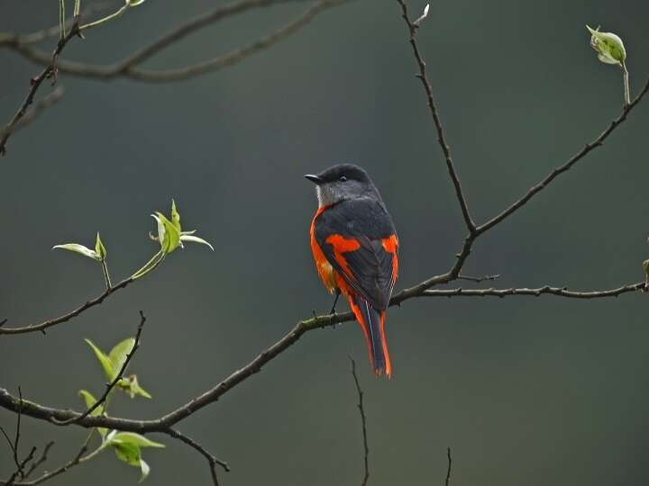  Perched on treetops, male yellow-throated minivets look like hanging red chili peppers, giving rise to the name “red mountain pepper.” (Photo: Guo Gengguang)