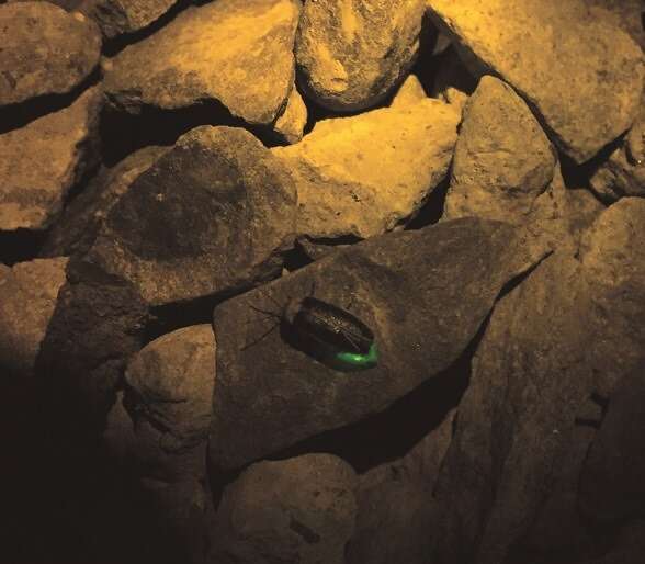 台北畫刊106年4月第591期—水泥叢林再現點點光芒　打造療癒城市　尋覓螢火蟲的足跡