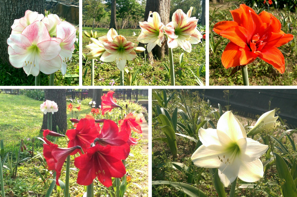 圖4.孤挺花又稱喇叭花，花色有紅、橙、白等十分具有觀賞價值。