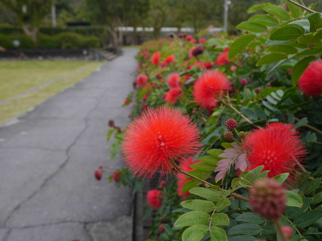 圖5.官邸內踏青區旁的紅粉撲花也展露出迷人丰采。
