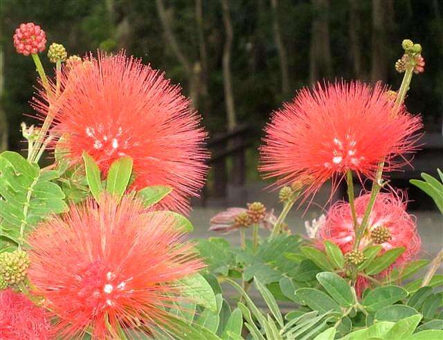 圖6.粉撲花最顯眼的部位在雄蕊，圓球狀的頭狀花序，細長的花絲聚合成束呈艷紅色，像極了可愛的小粉撲。