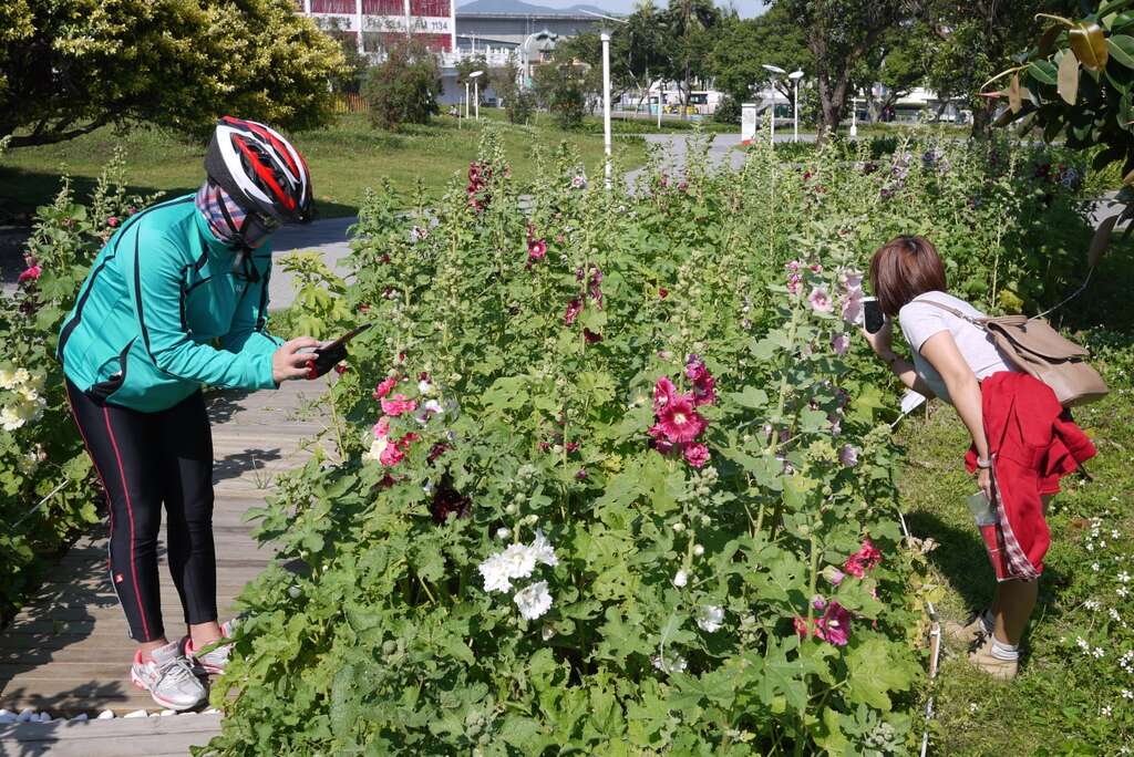 花博公园蜀葵盛开  霸气展现宫廷风