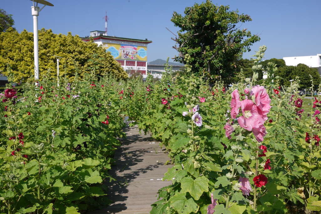 花博公园蜀葵盛开  霸气展现宫廷风