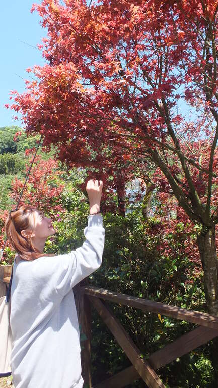 春末夏初五月天，台北市菁山社区日本槭树叶，呈现美丽的艳红，适合近距观赏。