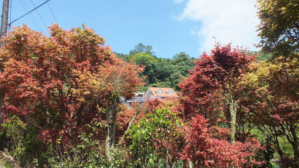 春末夏初五月天，台北市菁山社区槭树新叶，艳红妆点情意绵绵。