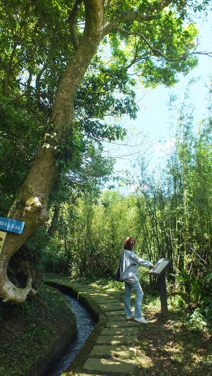 臺北市士林區菁山社區竹林中幽靜的古圳步道，漫步其間清涼舒暢。