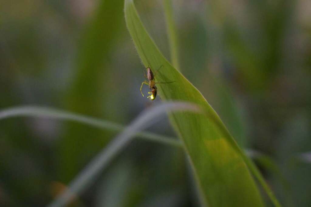 图2、荣星花园公园生态池已有完整的生态链，从水草至螺、萤火虫、蜻蜒、蜘蛛、鸟类到最顶层的凤头苍鹰等生态丰富。图为蜘蛛补食萤火虫的特写