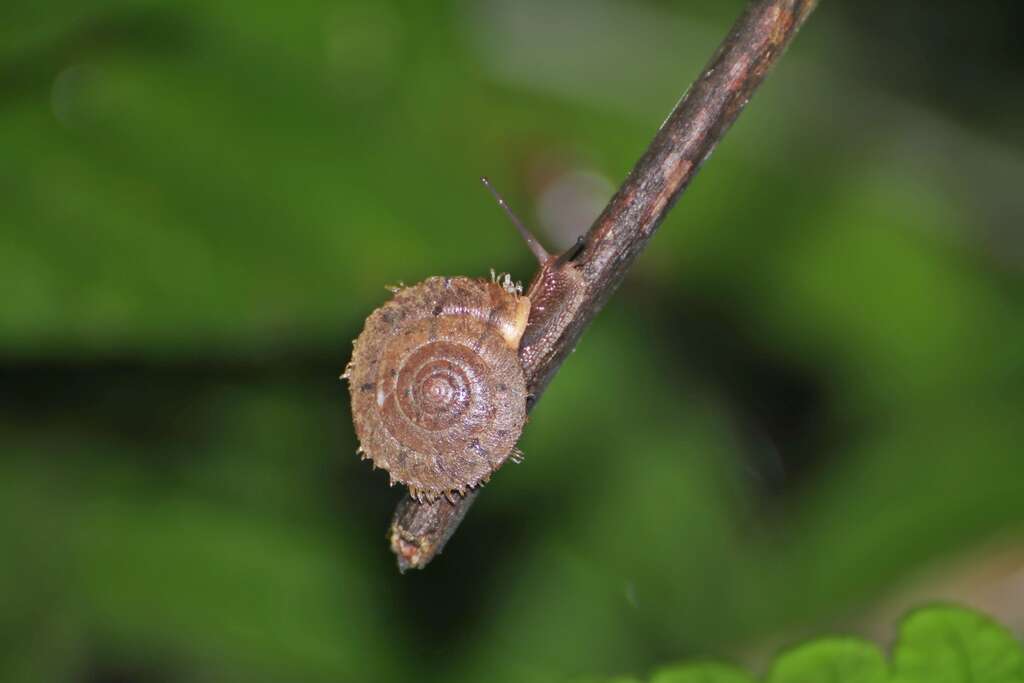5.长毛的蜗牛-台湾盾蜗牛