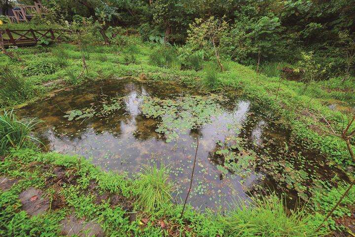 The firefly restoration eco-pool in Rongxing Garden Park. (Photo: Huang Chienpin)