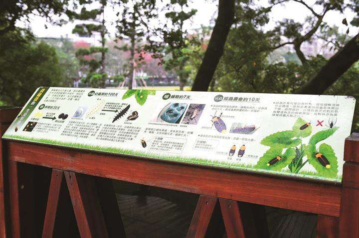 Rongxing Garden Park’s information board lets people learn more about fireflies. (Photo: Huang Chienpin)
