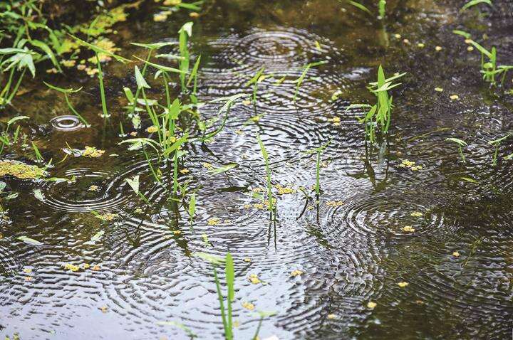 瑠公圳からのきれいな水が栄星花園公園に再びホタルの光を取り戻しました。（写真／黄建彬）