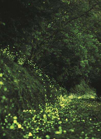 With expert devotion to restoration work, Taiwan topped many countries to host the 2017 International Firefly Festival. (Photo: Fang Huade)