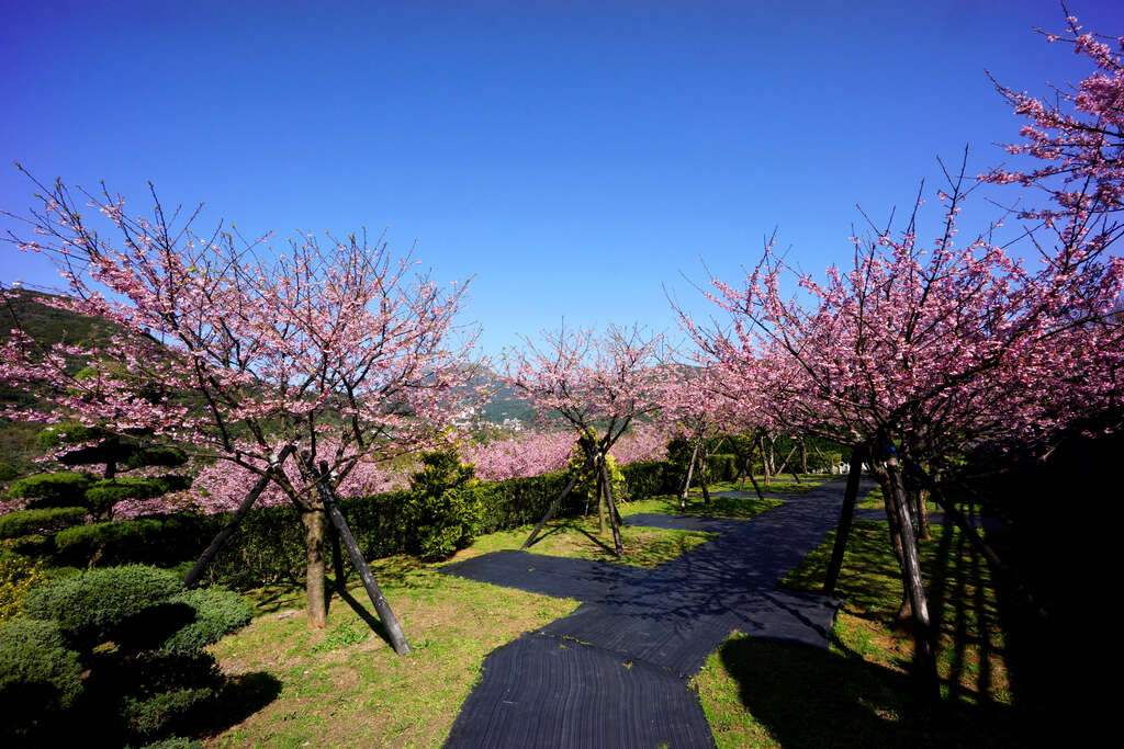 Sakura Di Kampung Pingdeng