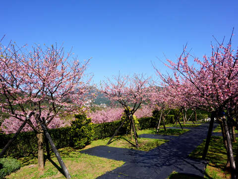 Sakura Di Kampung Pingdeng