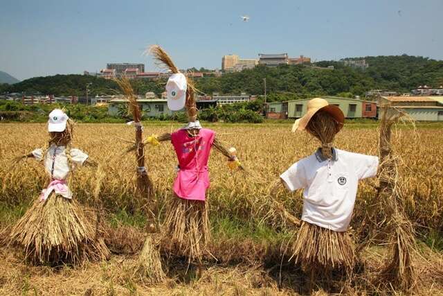 图1-关渡平原稻草人-北投区农会提供