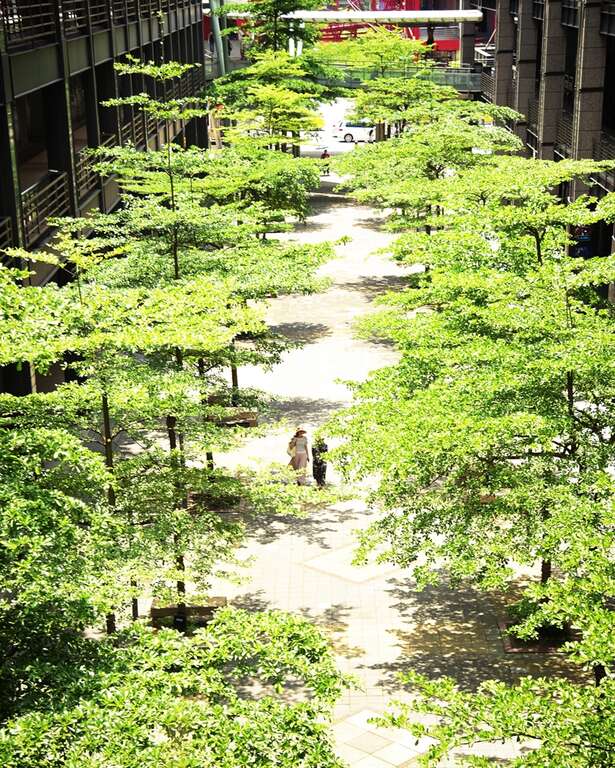 這裡拍照太美了！香堤大道小葉欖仁與你午後邂逅
