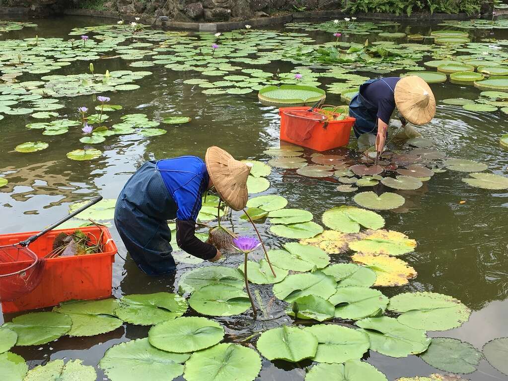 圖1. 公園處同仁辛勤的進行老葉拔除及施肥等養護工作