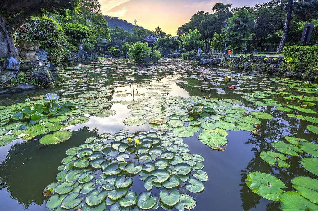 圖3.雙溪公園栽植了為數眾多的睡蓮，現正熱鬧綻放 攝影李光裕