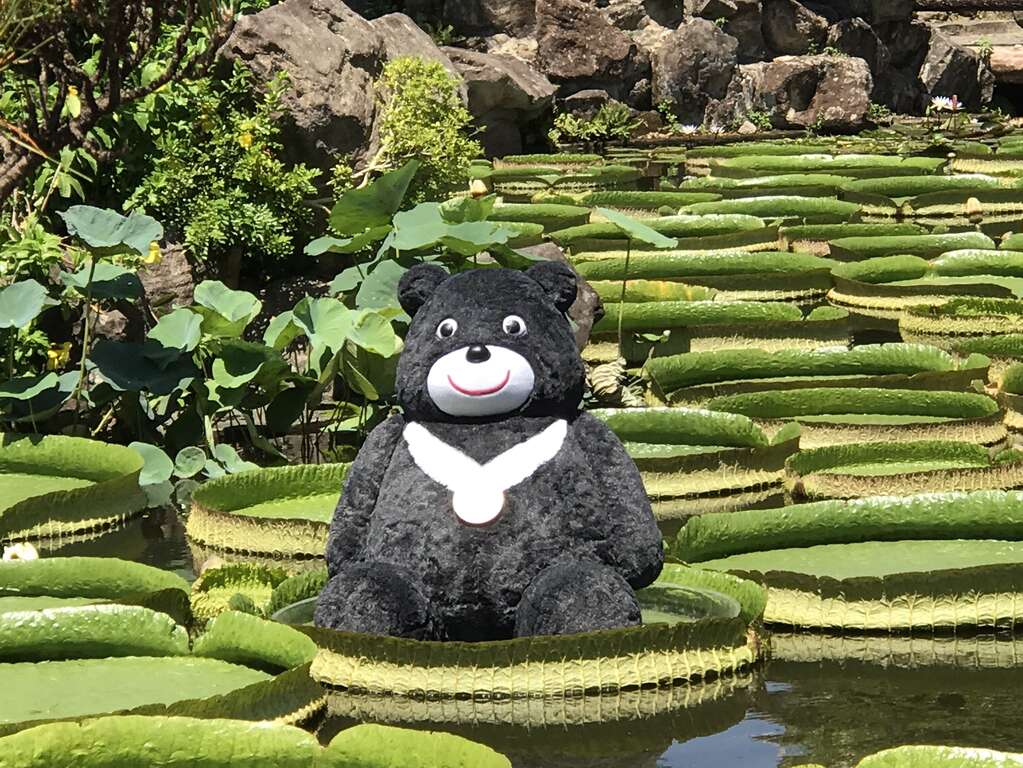 圖10.2017大王蓮奇幻漂浮