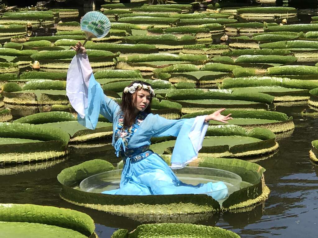 圖11.2017大王蓮奇幻漂浮