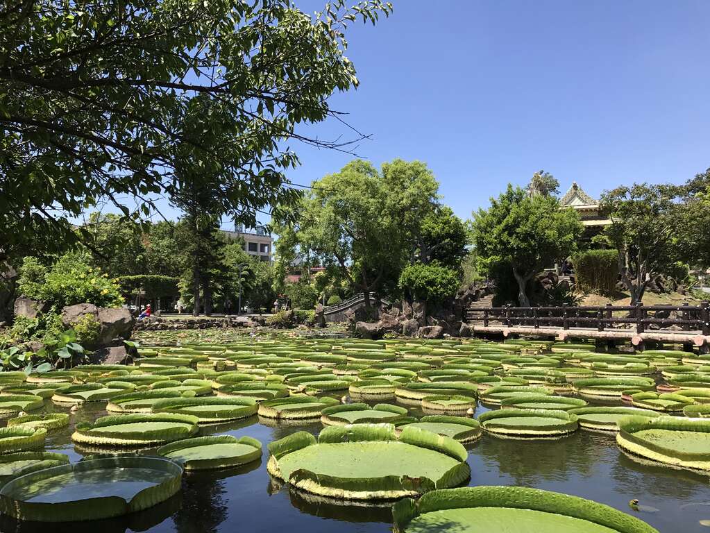 圖14.2017大王蓮奇幻漂浮