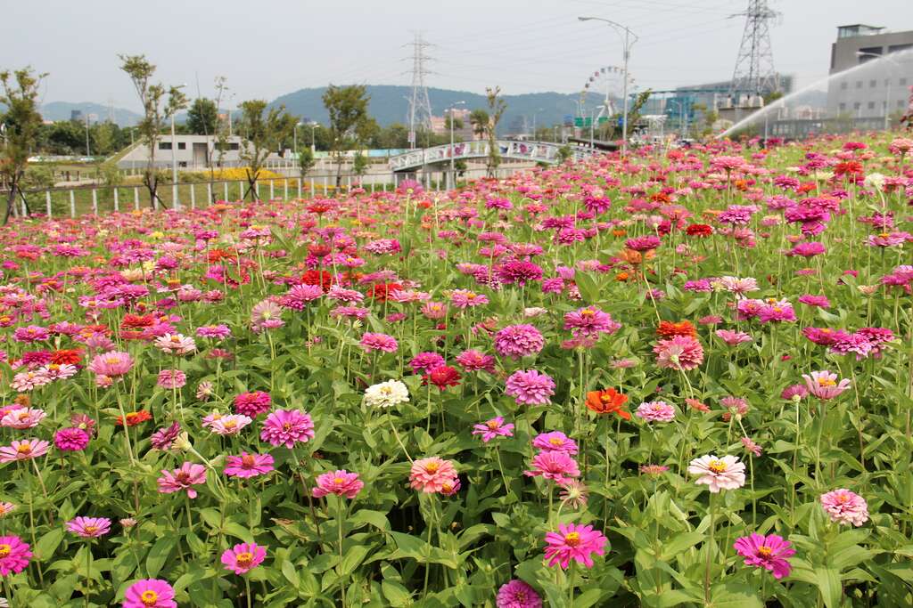 12. 大百日草花海花况特报!