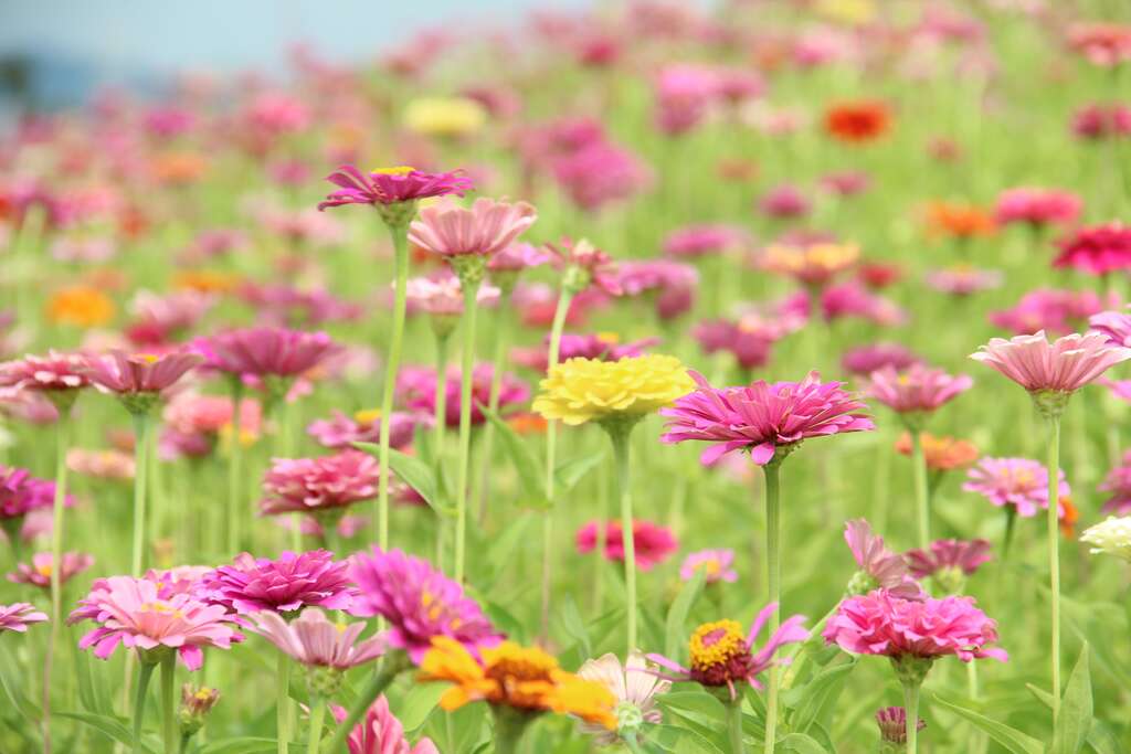 13. 大百日草花海花况特报!