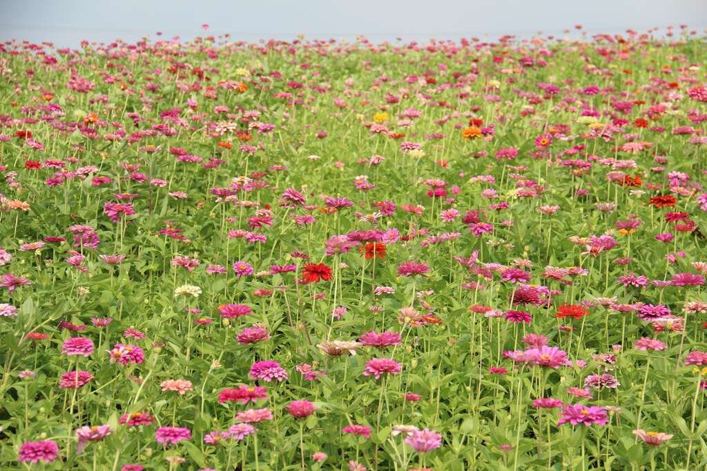 Amazing Guandu -- Dazzling Sea of Flowers to Meet the Public August 25