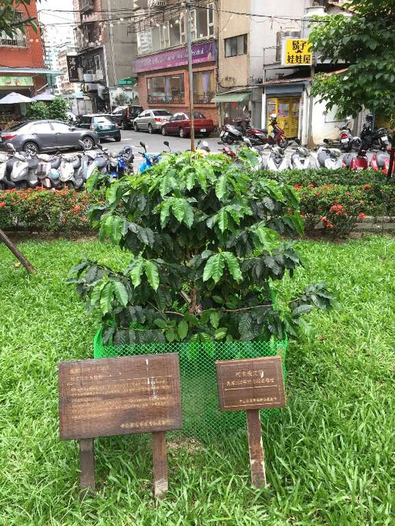 圖4、柯市長種植的咖啡樹日漸茁壯，生意盎然