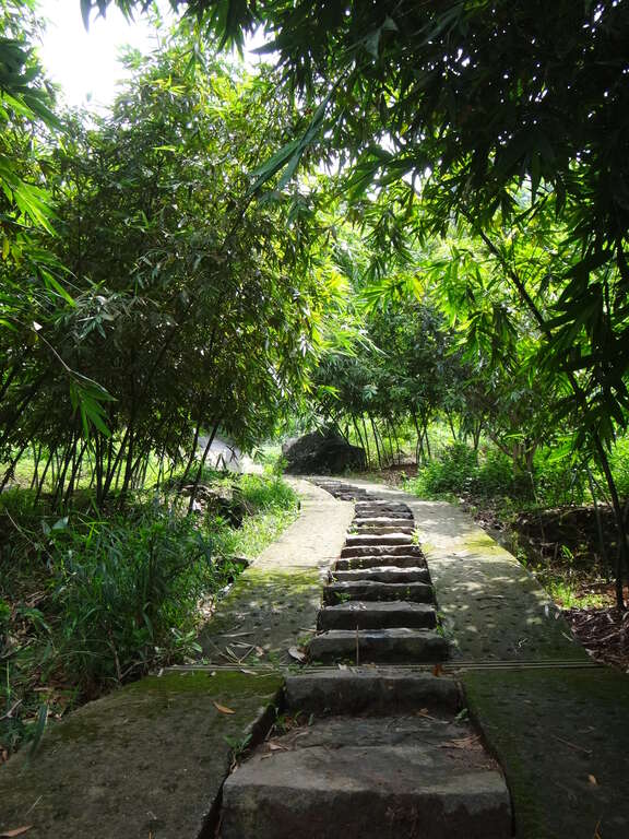 照片5　石阶两侧竹林有如隧道般引领向上。